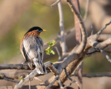 Geriye bakan bir Brahminy Starling