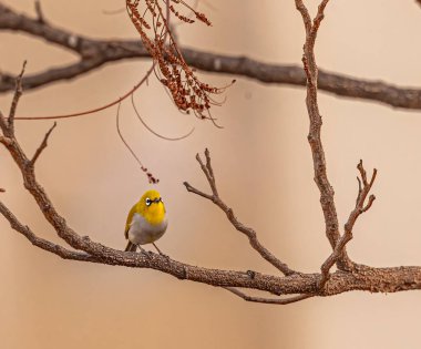 Doğulu Beyaz Kuş Dar Görünümlü