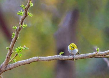 Ağaçtaki küçük bir kuş.
