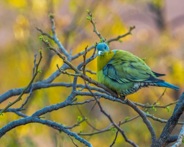 A Yellow footed green pigeon looking towards camera clipart