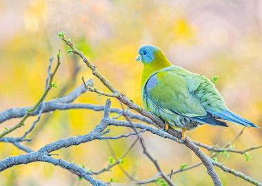 A Yellow footed Green Pigeon resting on a tree branch clipart
