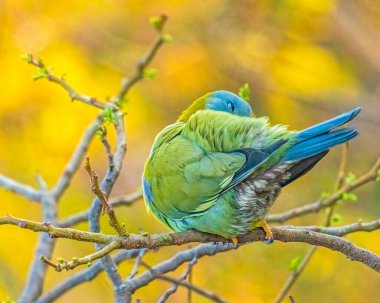 A Yellow footed Green Pigeon preening its wings clipart