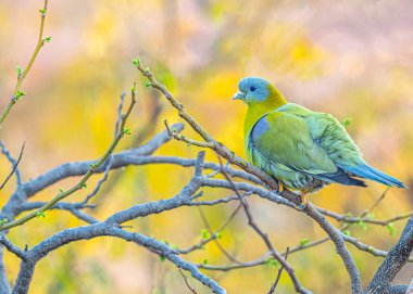 A portrait of a Yellow footed Green Pigeon clipart