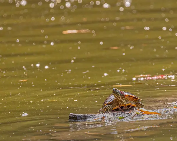 Kızıl Kulaklı Kaydırma Kaplumbağası Kameraya Bakıyor Stok Fotoğraf