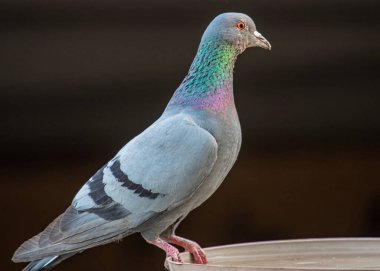 Su kabında dinlenen bir güvercin.