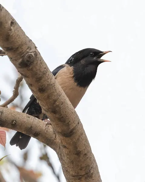 Rosy Starling Che Canta Immagini Stock Royalty Free