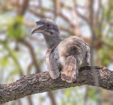 Ağaca tüneyen bir Gri Boynuz gagası
