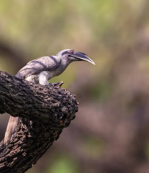 Ein Grauer Hornvogel Ruht Auf Einem Baum Stockfoto