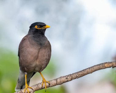 Ağaçta dinlenen bir Myna