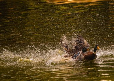 Ördekler tarafından suda bir parıltı