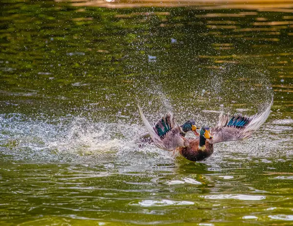 Ördekler Içinde Süper Hızlı Bir Kovalamaca Stok Fotoğraf