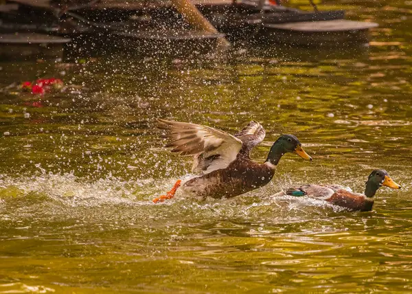 Çiftleşmek Için Dişi Ördeği Kovalayan Bir Ördek Stok Resim