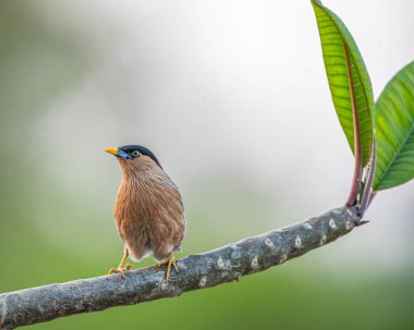 Ağaçta dinlenen bir Brahminy Starling