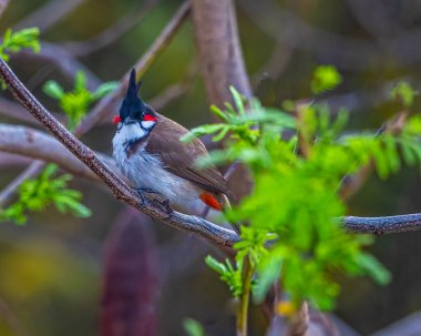 Bir Kızıl Bıyıklı Bulbul Kameraya doğru bakıyor