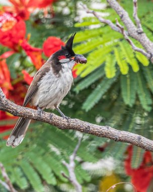 Kırmızı Bıyıklı Bulbul