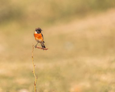 Bir dalda dinlenen bir Taş Sohbet