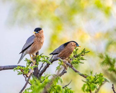 Ağaçta bir çift Brahminy Starling