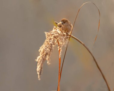 Bir gümüş tohum ekme gagası