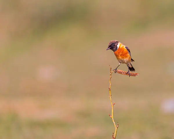 Stock image A Stonechat resting on a branch