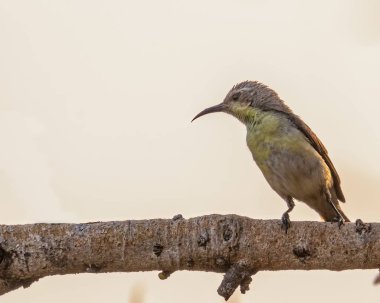 Mor bir Sunbird dişisi ağaçta dinleniyor.