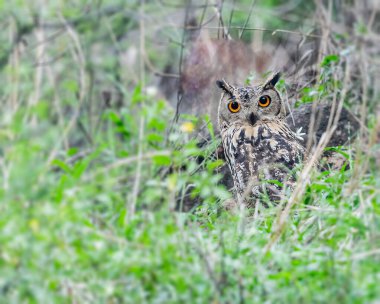 A Indian eagle Owl hidden in grass clipart