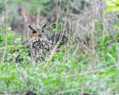 Indian Eagle Owl hidden beyond grass. clipart