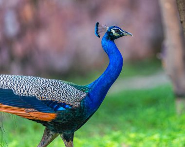 Çimenlerde yürüyen bir Tavuskuşu