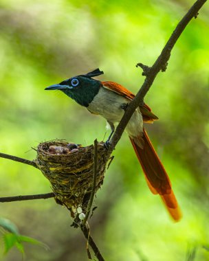Yuvasında oturan bir cennet sineği avcısı