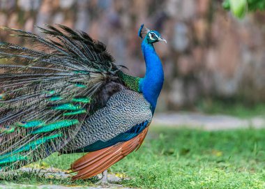 Tüylerini gösteren bir Tavuskuşu
