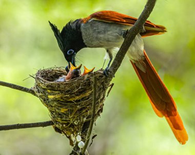 Bir Hint cenneti sinekkapanı gençleri besliyor.