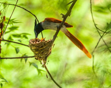 Bir Kızılderili Sinek Avcısı gençliğine hizmet ediyor.