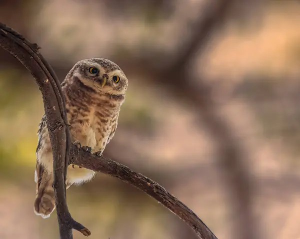 stock image A Spotted Owl looking down from a tree