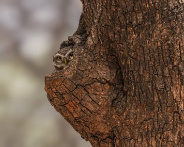 Saklambaç oyununda Benekli bir baykuş