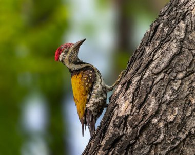 Ağaçta daha az altın kaplı bir ağaçkakan