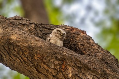Benekli bir baykuş yuvasından aşağı bakıyor