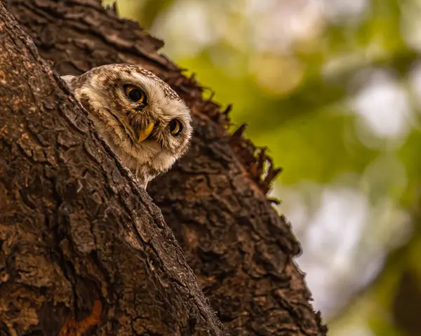 stock image A Spotted owl keeping a watch on movements on ground