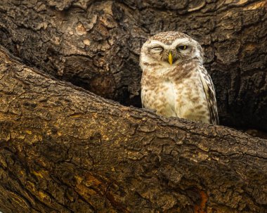 Benekli bir baykuş tek gözü açık aşağıya bakıyor.