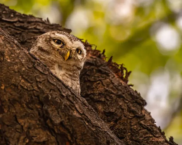 stock image A Spotted Owl looking down from a tree