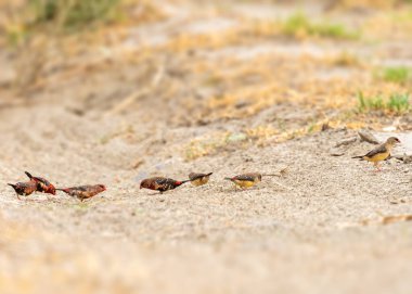 Bir tarlada Kırmızı Avadavat