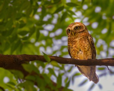 Bir benekli baykuş gölgede oturuyor