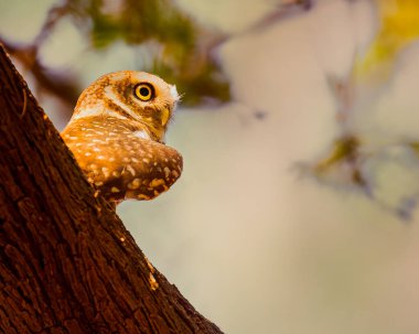Benekli Baykuş bir stilde hareket ediyor