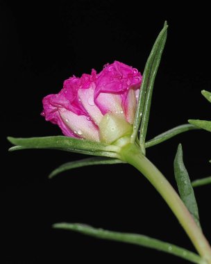 Water drops on a Moss Rose purslane clipart