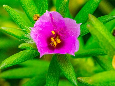 A Potulaca pilosa flower in garden clipart