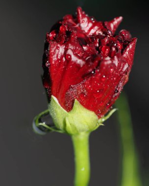 Water Drops on a red Hibiscus bud clipart