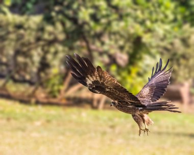 Kara bir uçurtma yerden kalkıyor.