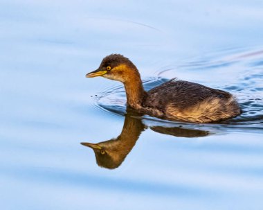 Gölde yansıyan küçük bir yunus