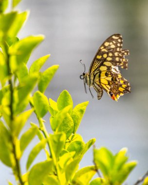 A Lime Butterfly in air flying clipart