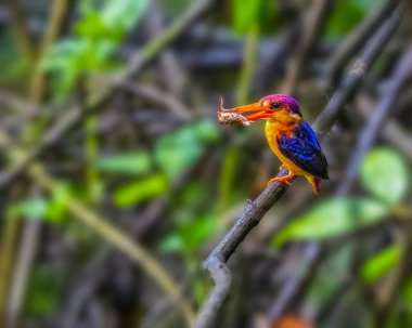 A Oriental Dwarf Kingfisher with a kill clipart