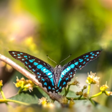Kanatları açık bir Jay Kelebeği