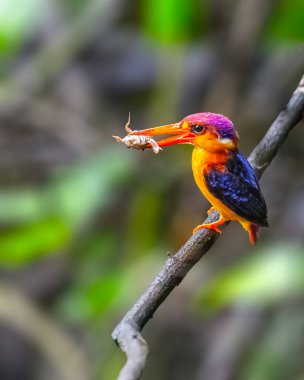 Oriental Dwarf Kingfisher with a kill clipart